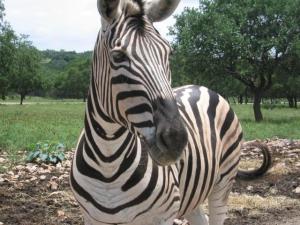 Zebra tridimensional representada numa superf�cie